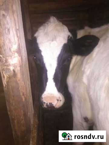 Тёлка стельная Печора - изображение 1