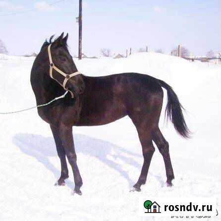 Жеребята тракены, латвийцы, буденновцы, ч/к Советский - изображение 1