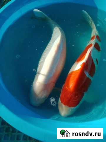 Карп Кои Варениковская - изображение 1