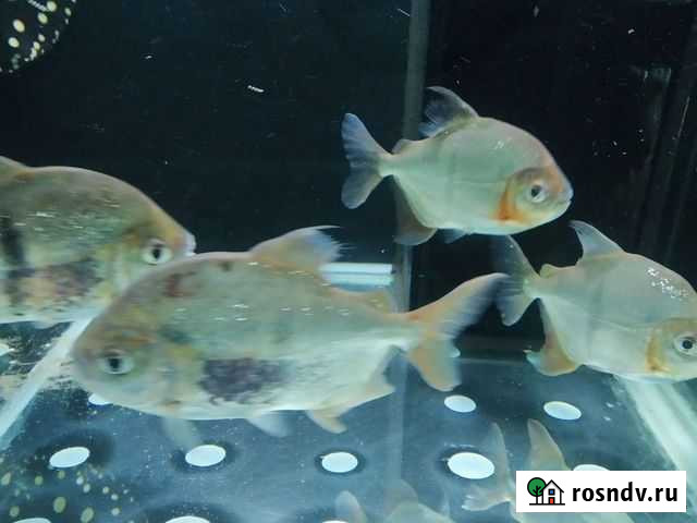 Милеус шомбургка Пермь - изображение 1