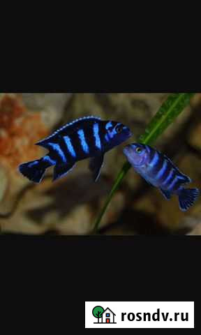 Цихлиды демасони Калач-на-Дону - изображение 1