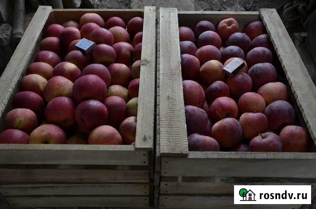 Яблоки флорина, айдаред Нальчик - изображение 1
