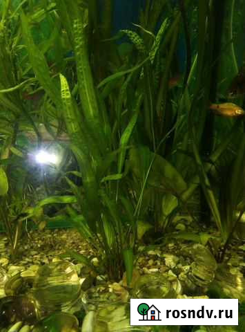 Аквариумные растения Каменск-Шахтинский - изображение 1