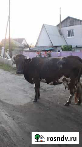 Корова Новоалтайск - изображение 1