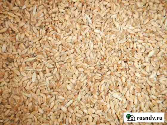 Пшеница, oвес, ячьмень, кукуруза, сено Омск