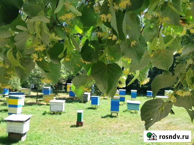 Пчёлы, пчелопакеты, отводки, улья, мед. Карпатка Казань - изображение 1