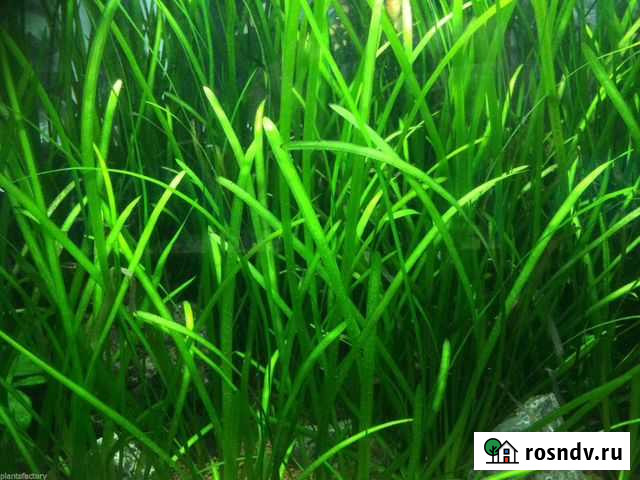 Валлиснерия Королев - изображение 1