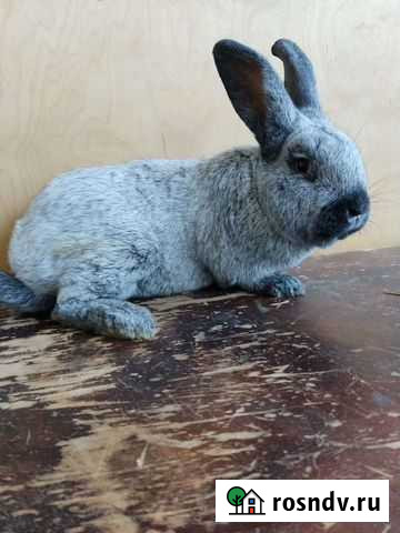 Полтавское серебро Хасавюрт - изображение 1