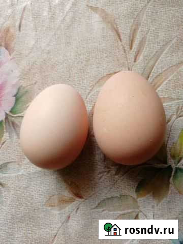 Домашние куриные яйца Комсомольск-на-Амуре - изображение 1