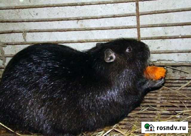 Нутрии самец Каменка - изображение 1