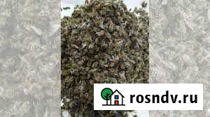 Пчелиный подмор Благовещенск - изображение 1