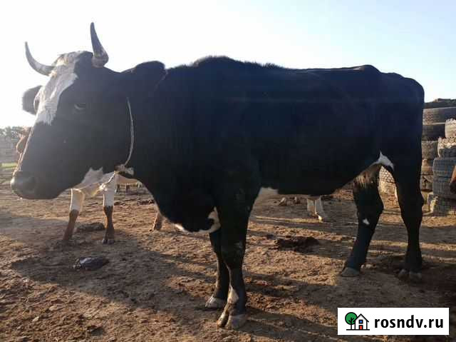 Корова Куруш - изображение 1