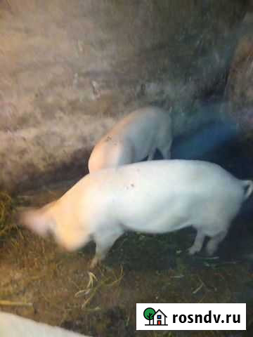 Кастрация хряков, поросят Славгород - изображение 1