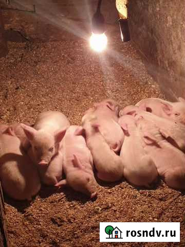 Молочные поросята Подольск - изображение 1