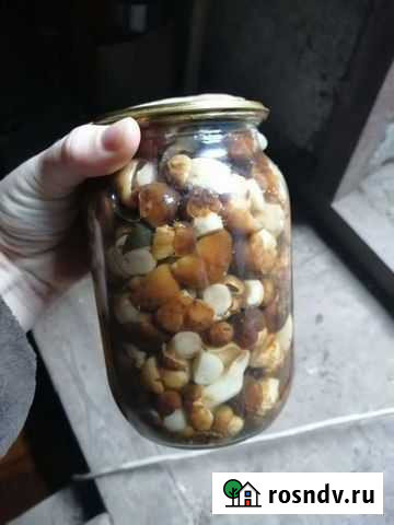 Грибы 2021 Рубцовск - изображение 1