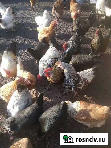 Домашние петухи Назрань - изображение 1