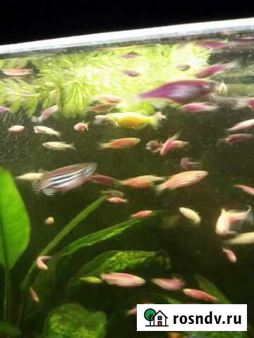 Аквариумные рыбы Верхняя Пышма - изображение 1