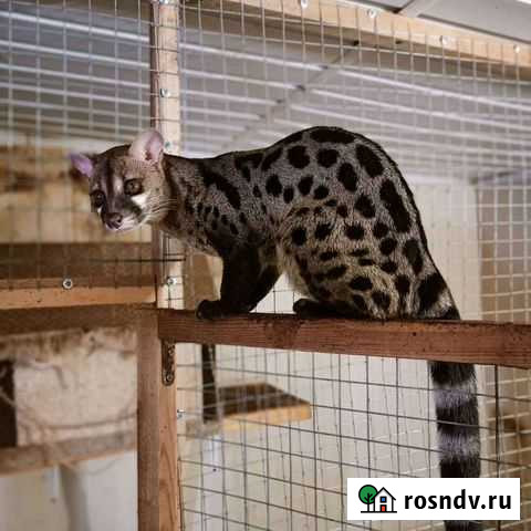 Пятнистая генетта Екатеринбург - изображение 1