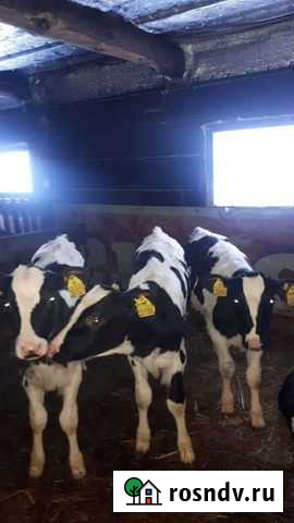 Телята от 10дней до 3мес Кемерово - изображение 1