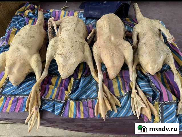 Гуси Старый Городок - изображение 1