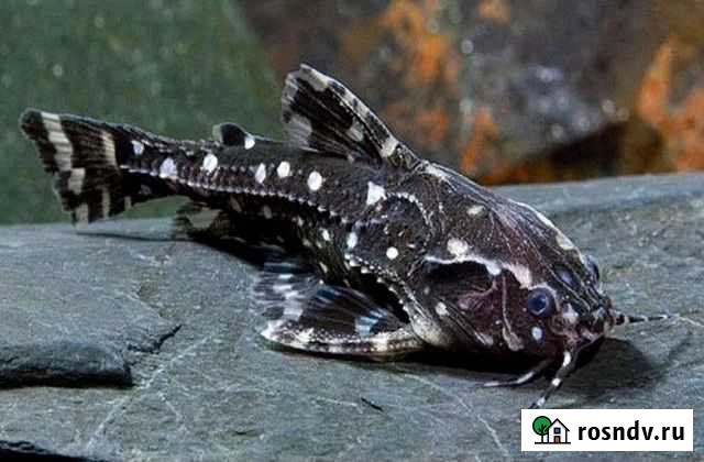 Агамикс звездчатый Саранск - изображение 1