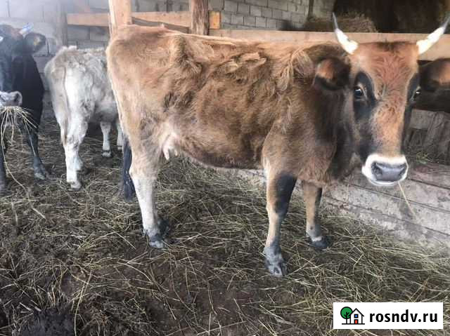 Коровы телки Карачаевск - изображение 1