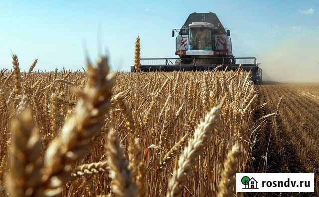 Кормовые Добавки, Зерновые культуры Сергач - изображение 1