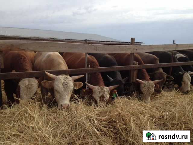 Быки Камышин - изображение 1