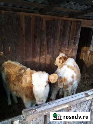 Тёлочки Райчихинск - изображение 1