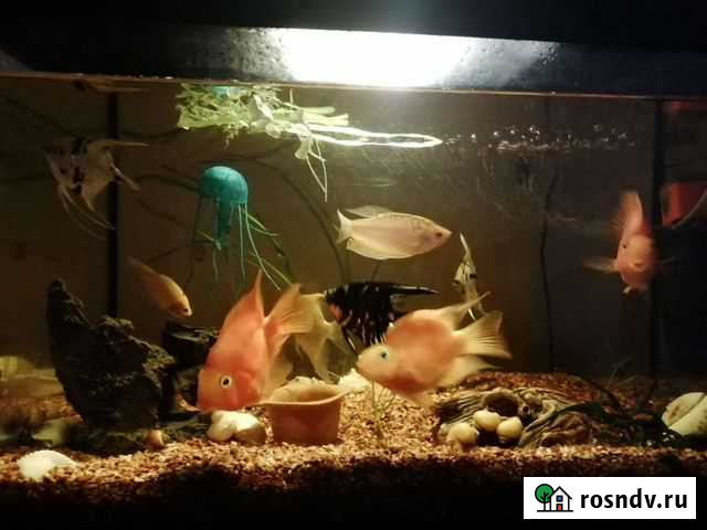 Аквариумные рыбки Кемерово - изображение 1