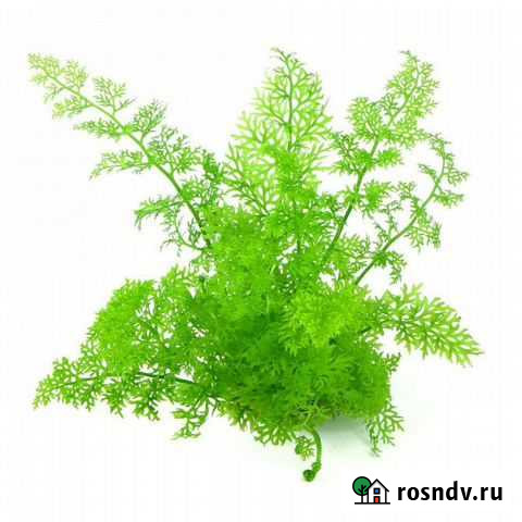 Аквариумные растения бесплатно Комсомольск-на-Амуре - изображение 1