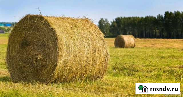 Свежее Сено 2021г Элиста - изображение 1