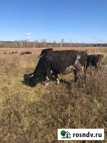Корова Свень - изображение 1