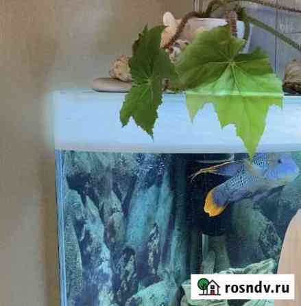 Аквариум Энгельс