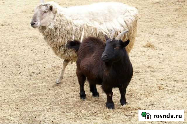 Барашки козы Каспийск - изображение 1