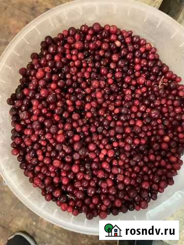 Брусника Сыктывкар - изображение 1