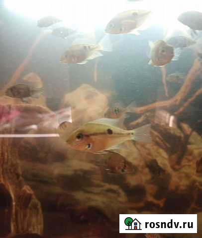 Цихлазома Элеота и Акара Бирюзовая Волгодонск - изображение 1