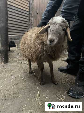 Ягнёнок Барнаул - изображение 1