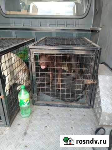 Отлов собак Астрахань - изображение 1