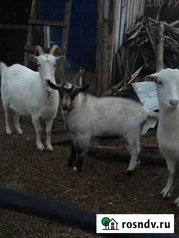 Козлёнок Миллерово - изображение 1