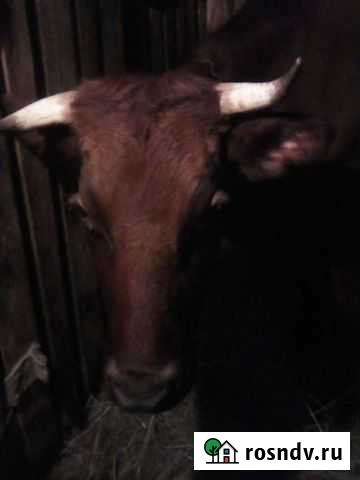 Корова Цильна - изображение 1