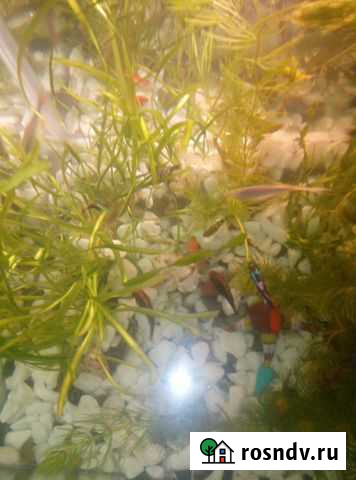 Аквариумные рыбки Минусинск - изображение 1