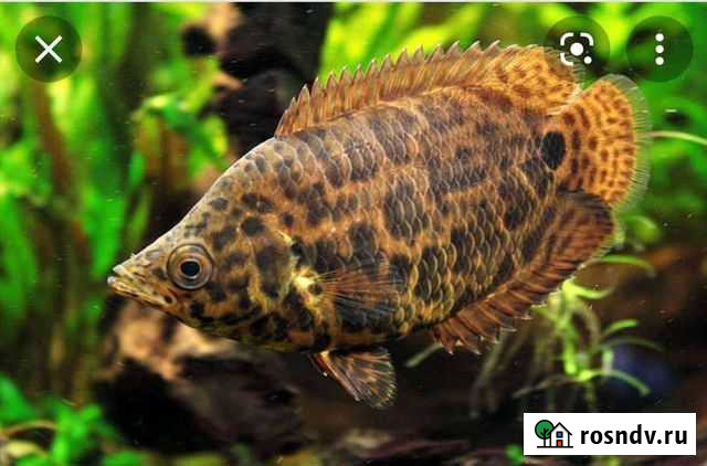 Ктенопома Хабаровск - изображение 1