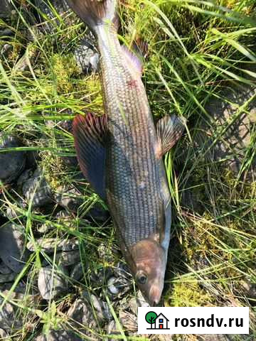 Хариус, сиг, пелядь, чир, ряпушка. Икра горбуши 09 Сыктывкар - изображение 1