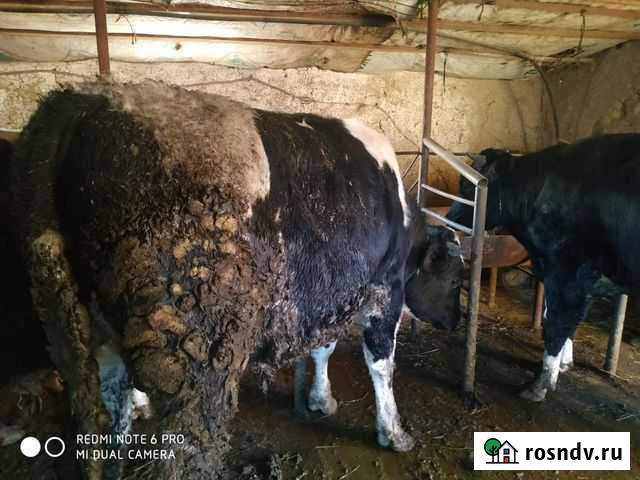 Бычки откормочные Хасавюрт - изображение 1