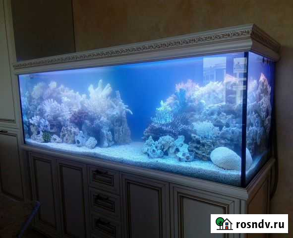 Аквариумы,продажа,дизайн,обслуживание (чистка) Севастополь - изображение 1