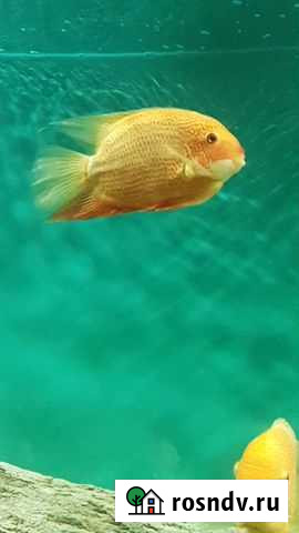 Чистка аквариума Самара - изображение 1