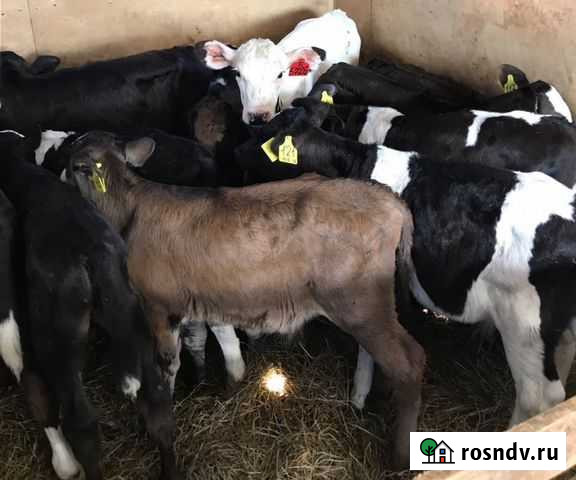 Телята бычки, разных пород Милютинская - изображение 1