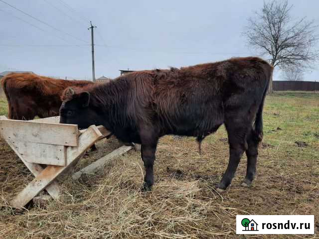 Быки Ачхой-Мартан - изображение 1