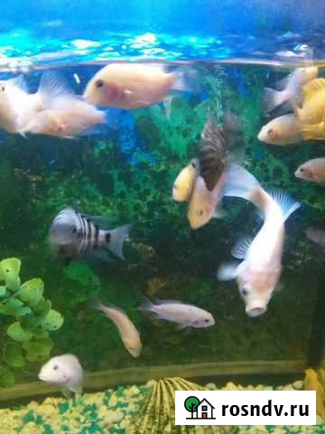 Рыба Гурьевск - изображение 1